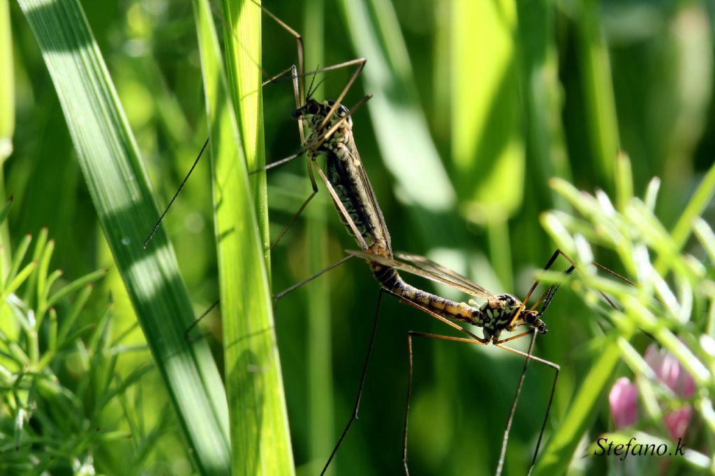 Nephrotoma sp. (Tipulidae)